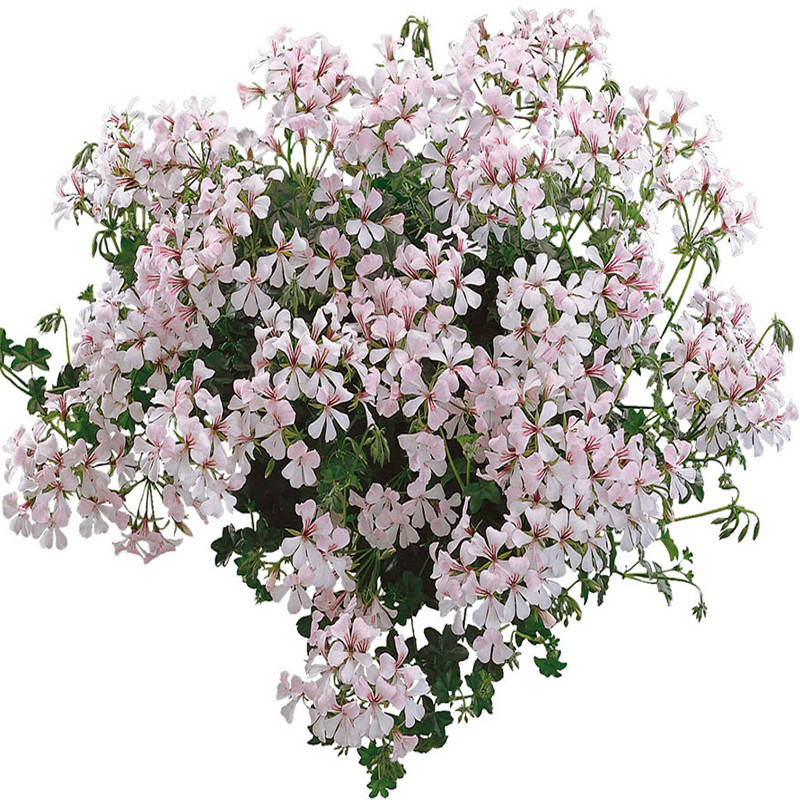 

Пеларгония ампельная Balcon Polar, Белый