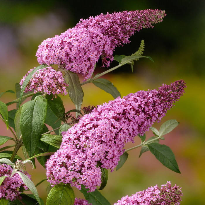 

Будлея давида Pink Delight 0,5 л
