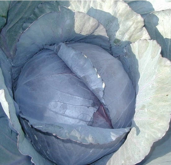 

РЕДСКАЙ F1 - семена капусты краснокочанной, CLAUSE 1000 семян