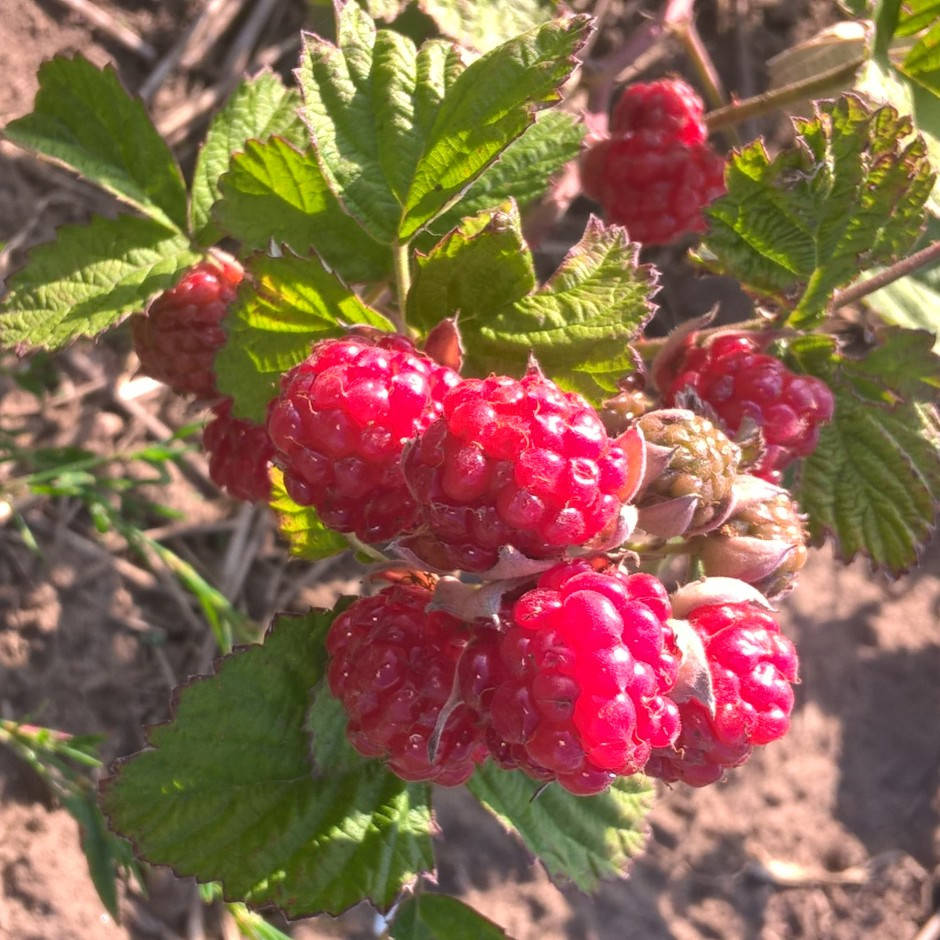

Ред Даймонд - саженцы ежемалины