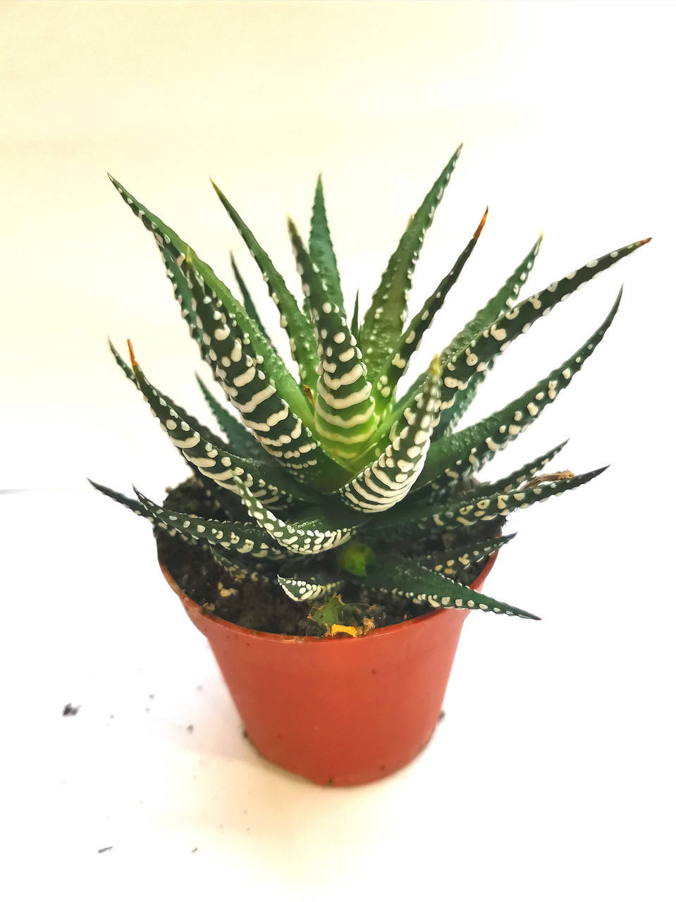 

Хавортия фаскиата альба Haworthia fasciata alba Суккулент Комнатное растение