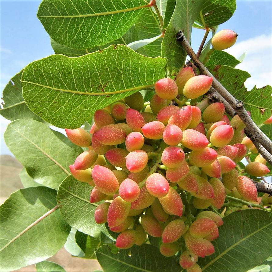 

Саженцы фисташки Амелия - урожайная, морозостойкая, крупноплодная