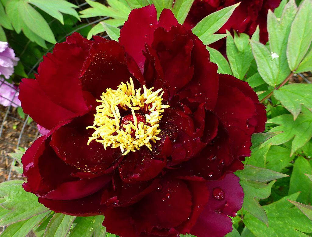 

Пион Японский Hatsugarasu Chu Wu древовидный (саженцы)