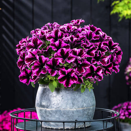 

Петуния GO! Tunia Cosmic Pink горшок 0,3л