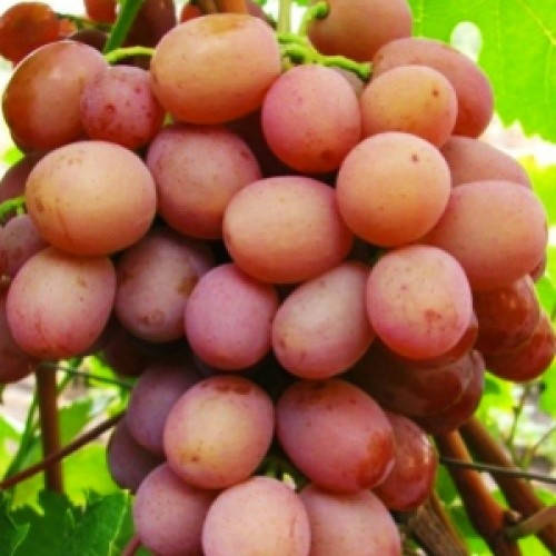 

Виноград Хамелеон (саженцы)