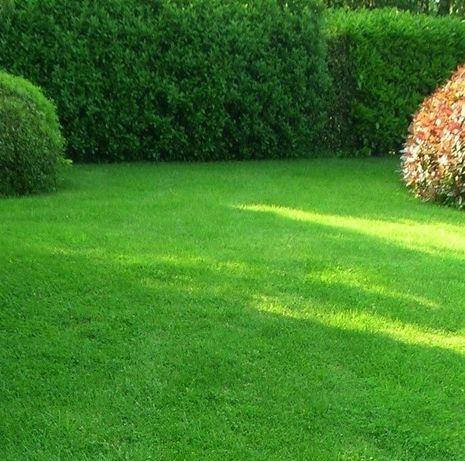 

Семена газонных трав Универсальный газон, 1 кг