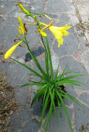 

Лилейник желтый ранний. Саженцы в Д12.