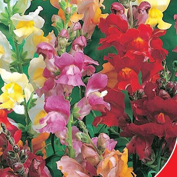 

Семена Цветы Львиный зев Магический ковер 0,25г GL Seeds (1830), Разные цвета