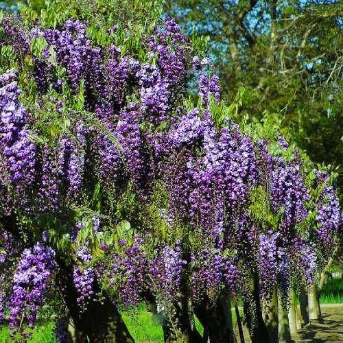 

Вистерия (глициния) Violacea Plena (саженцы)