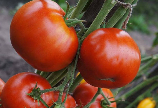 

Семена томата Гибрид Тарасенко-6