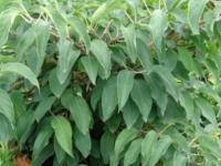 

"Дон Жуан" - саженцы актинидии в контейнерах