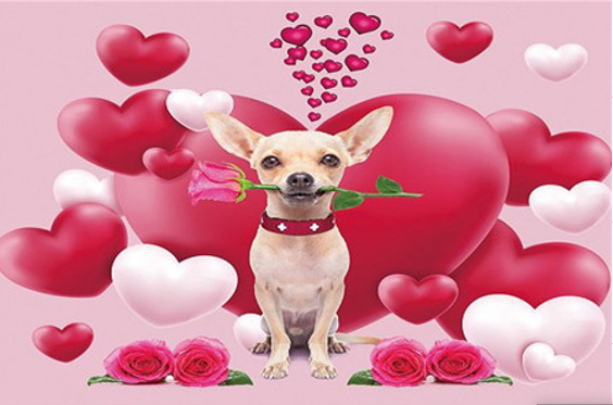 

Картина по номерам RAS2019_O 20*30м J.Otten Гламур