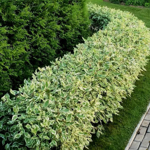 

Дерен белый Sibirica Variegata (саженцы)