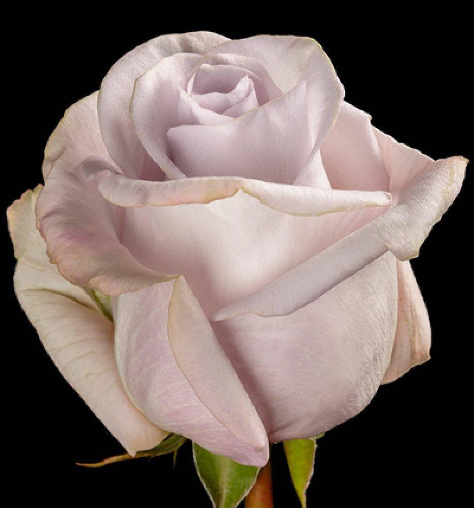 

Роза Баунти Вэй. (Bounty Way) Ч/Г.