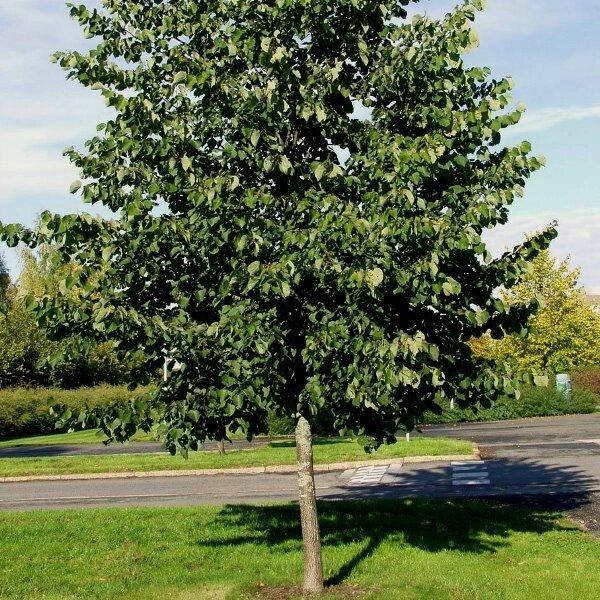 

Липа крупнолистная (саженцы)