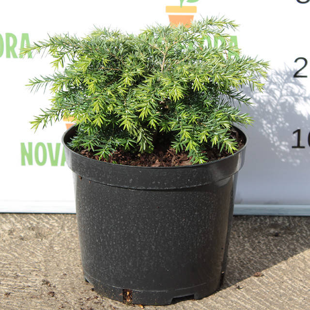 

Тсуга канадская 'Джедделох / Jeddeloh' 5л 20-25см