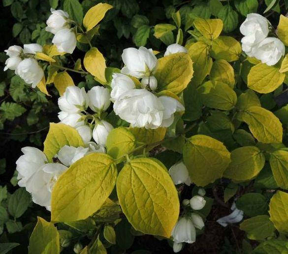 

Чубушник Еллоу Хилл, С3 / Philadelphus Yellow Hill