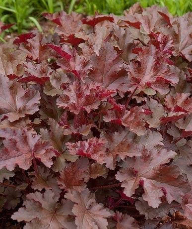 

Гейхерелла " Берншт Бронз " \ Heucherа Burnished Bronze ( саженцы ЗКС)