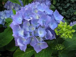 

Гортензия крупнолистная Early Blue (Эрли Блу)