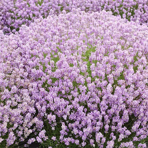 

Лаванда Rosea