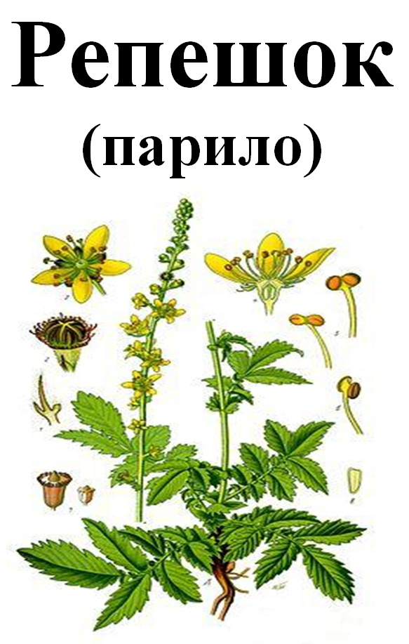 

Репешок (парило), 40 грамм