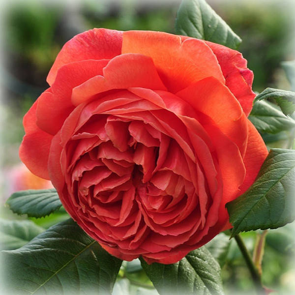 

Роза Саммер Сонг (Summer Song), английская в контейнере