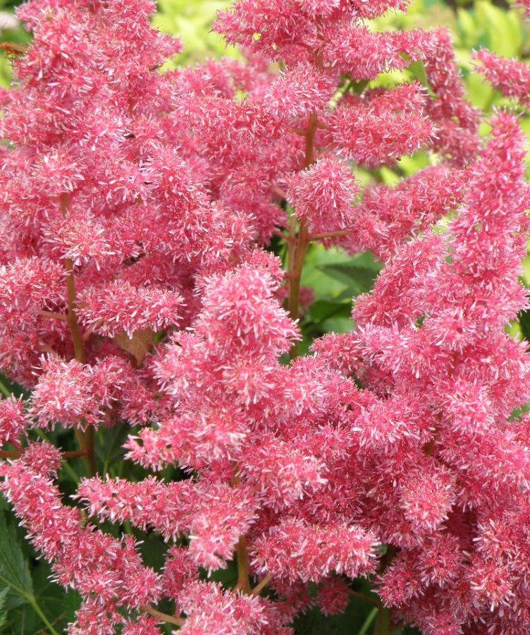 

Астильба Арендса Visions in Pink ( саженцы)