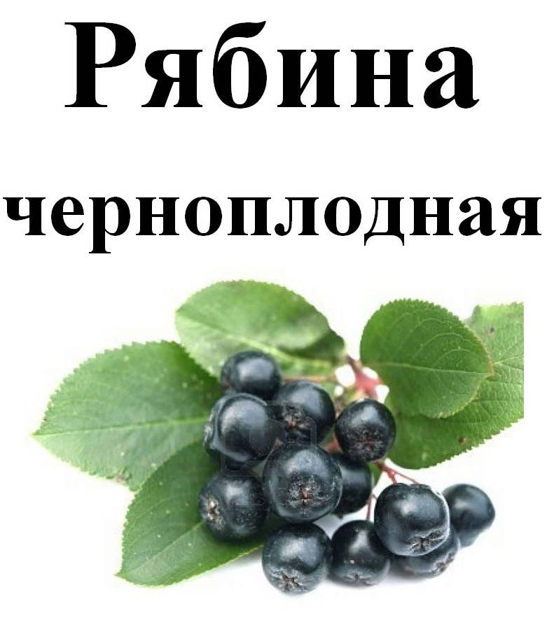

Рябина черноплодная, 80 грамм