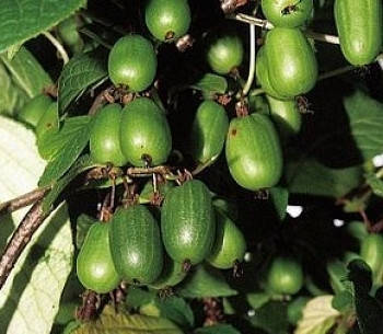 

Актинидия аргута Сентябрьская (женская) 1 летняя, конт. Р9