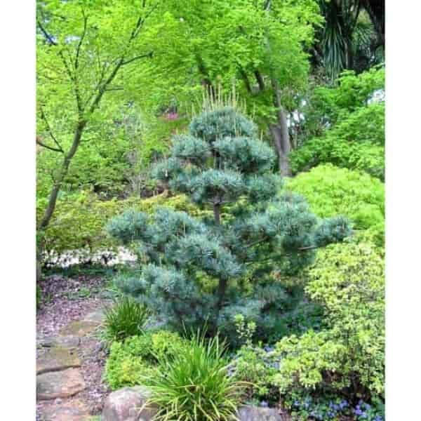 

Японська біла сосна 'Глаука'/Pinus parviflora 'Glauca', C3, 30-40см.