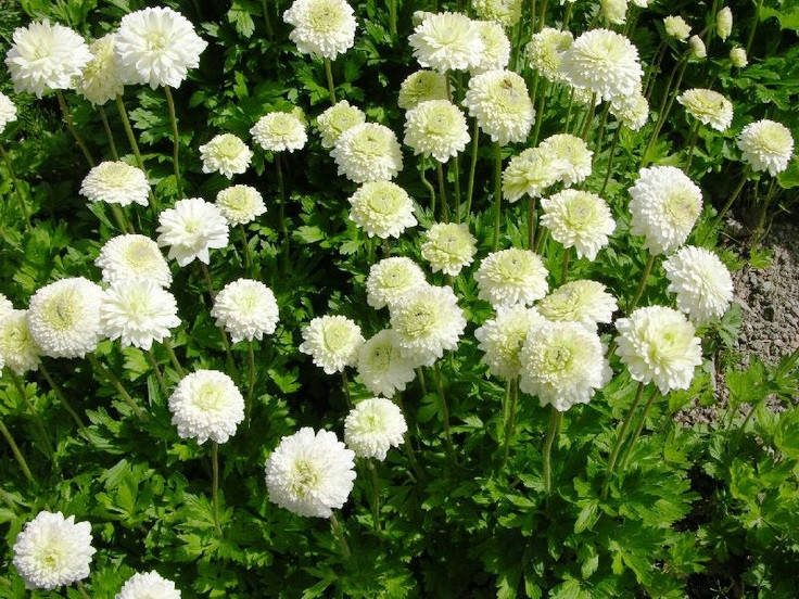 

Анемона Flore Plena