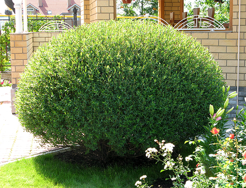 

Ива пурпурная Грацилис Нана / Salix purpurea Nana С3. h 50 см