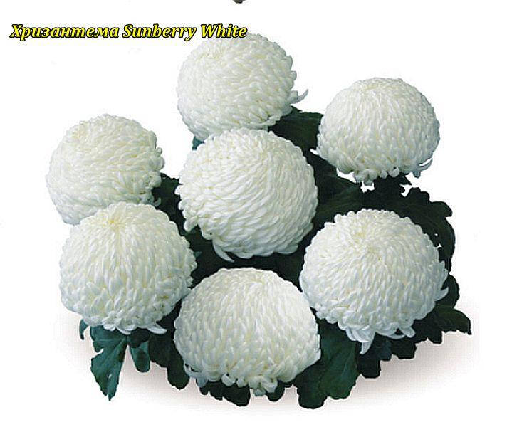 

Хризантема Sunberry White (Солнечно-белый) маточник