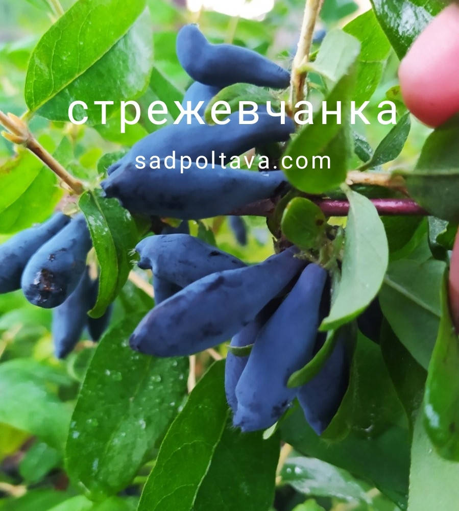

Саженцы жимолости Стрежевчанка в горшках 1л