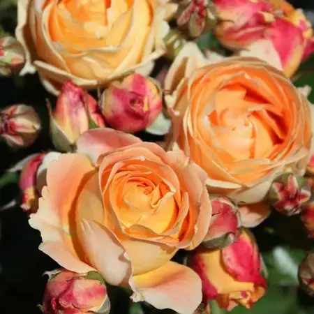 

Роза бордюрная "ДОЛЬЧЕ ВИТА" ('Dolce Vita') / Патио / Флорибунда / Премиум Качество