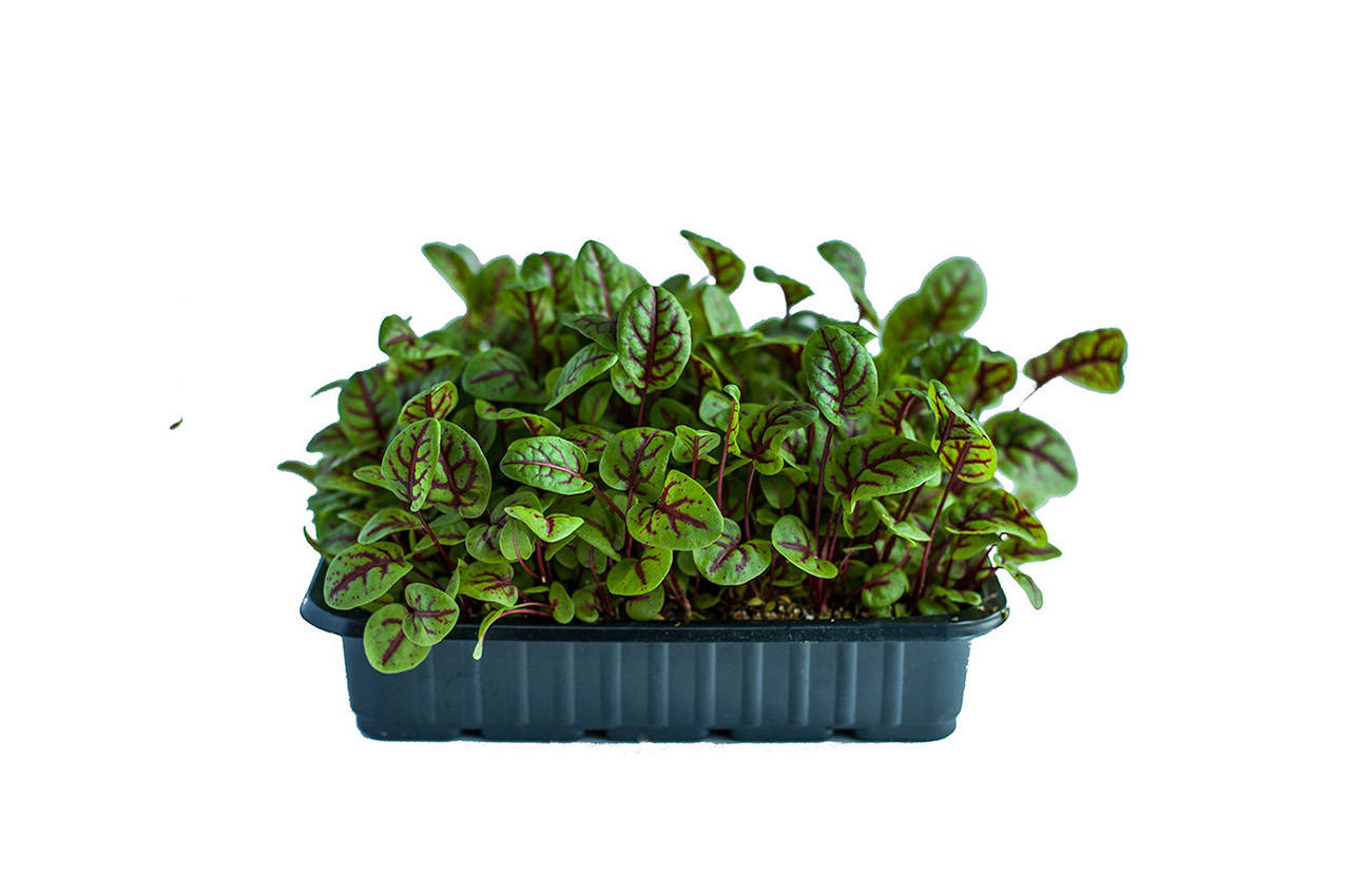 

Семена Щавель Кровавая Мэри (красные прожилки листа) беби 10г