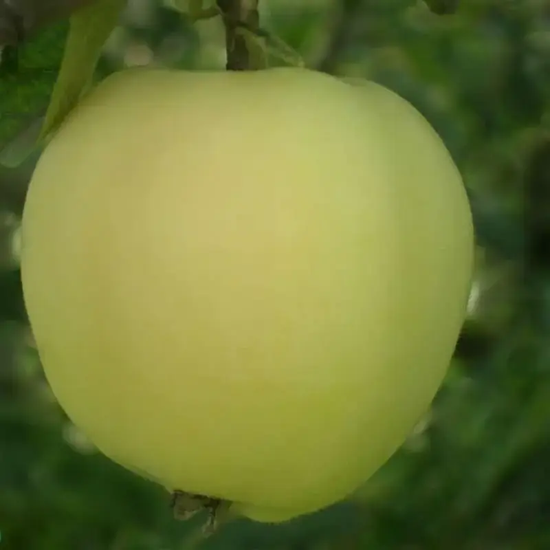 

Яблоня "СИЛЬВИЯ" 2-летняя / Саженцы / Летний сорт