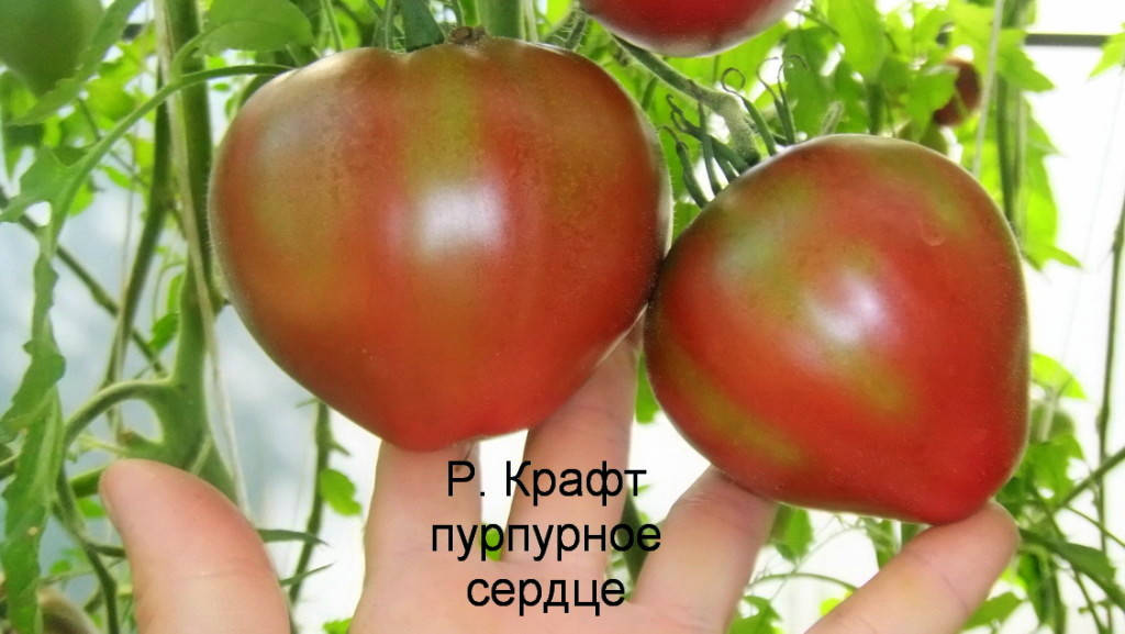 

Томат Пурпурное сердце