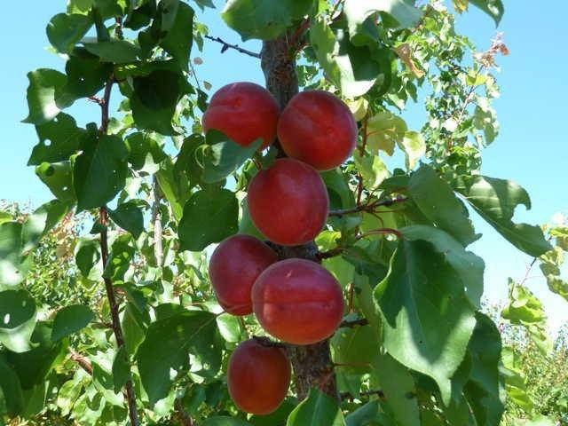 

Саженцы абрикоса РУБИСТА