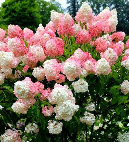 

Гортензия метельчатая" Ванила Фрейз \ Hydrangea paniculata «Vanila Fraise»( саженцы 2 года)