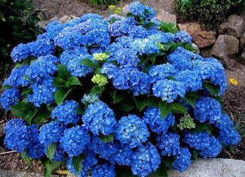 

Гортензия Джип Блу