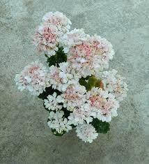 

Ambrose (211)