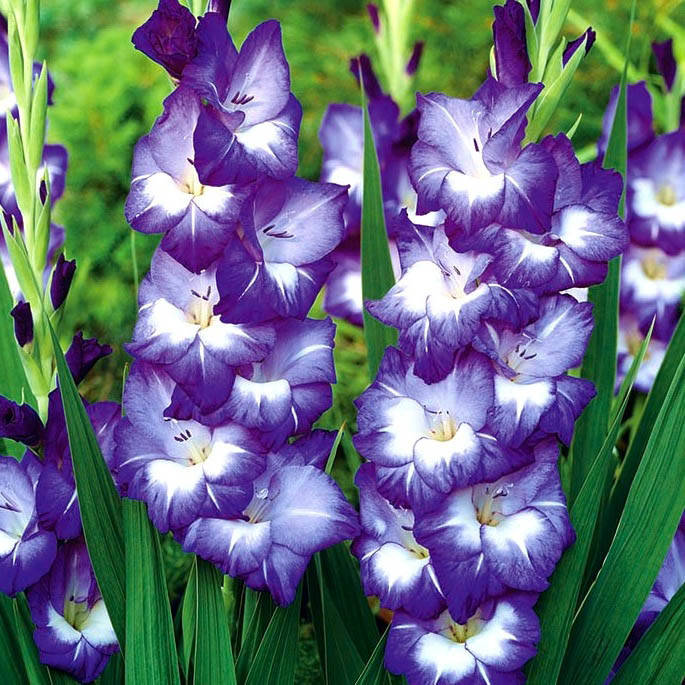 

Луковицы Гладиолус Nori