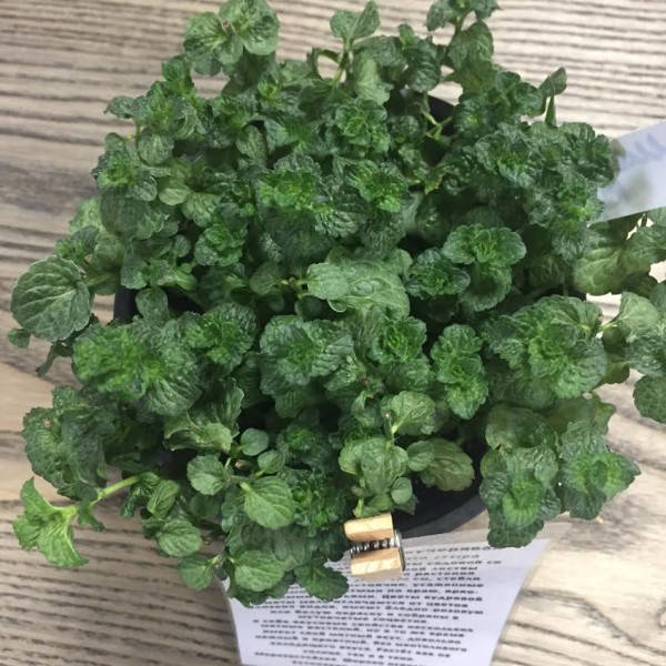 

Мята кучерявая Криспа, Mentha spicata Crispa