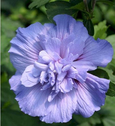 

Гибискус Блю Шифон (Blue Chiffon)