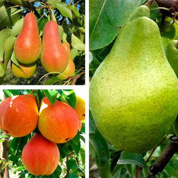 

Груша дерево-сад (Талгарская красавица + Ноябрьская + Любимица Клаппа)