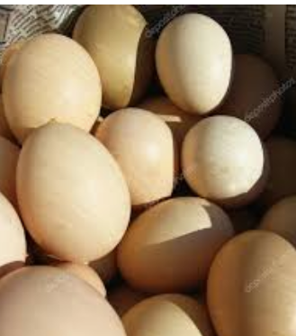 

Инкубационное яйцо бройлера РОСС 308 (Украина)