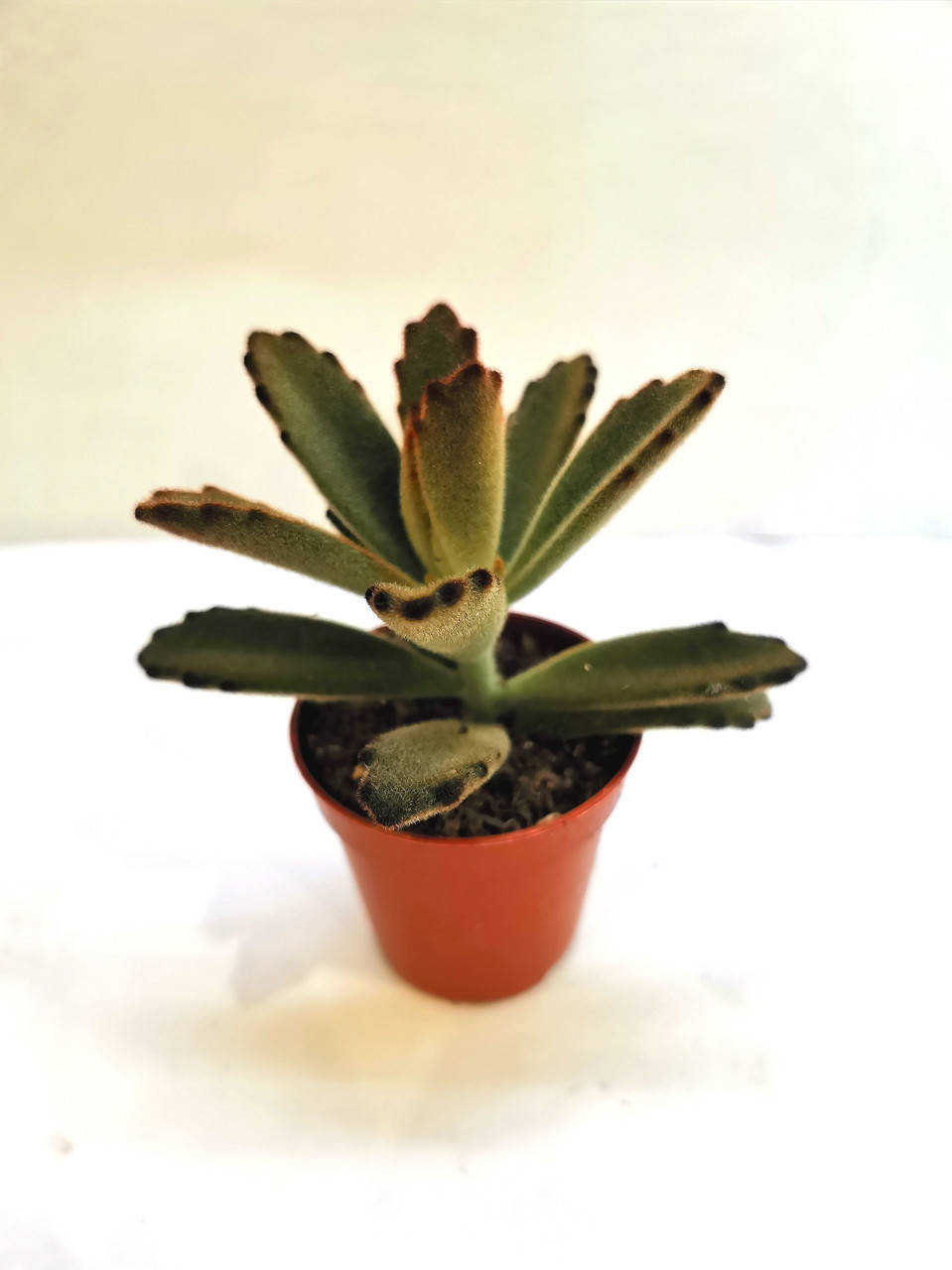 

Каланхоэ Kalanchoe tomentosa golden girl Суккулент Комнатное растение, Золотистый