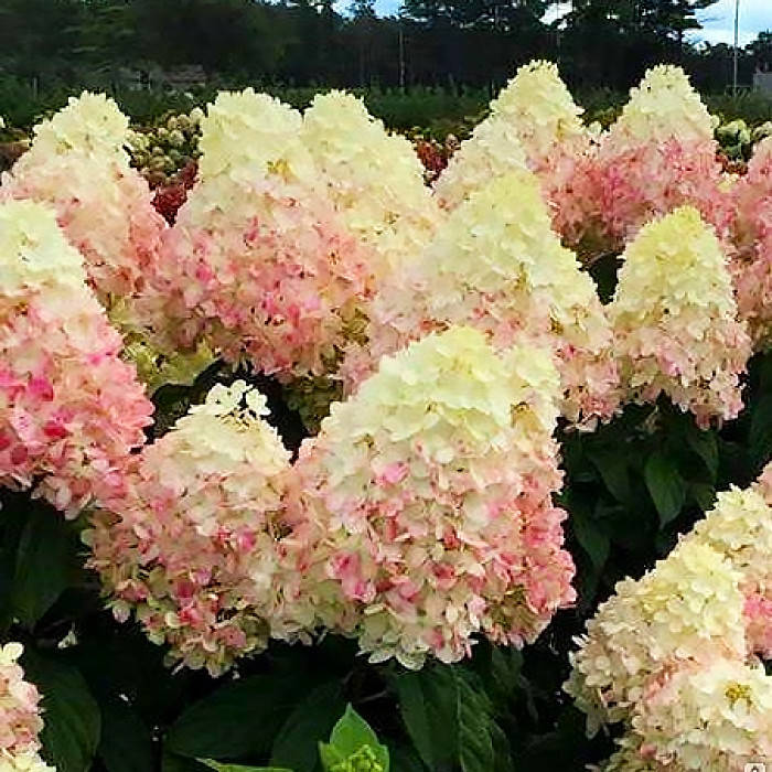 

Саженцы Гортензии метельчатой Мэджикал Свит Саммер (Magical Sweet Summer)