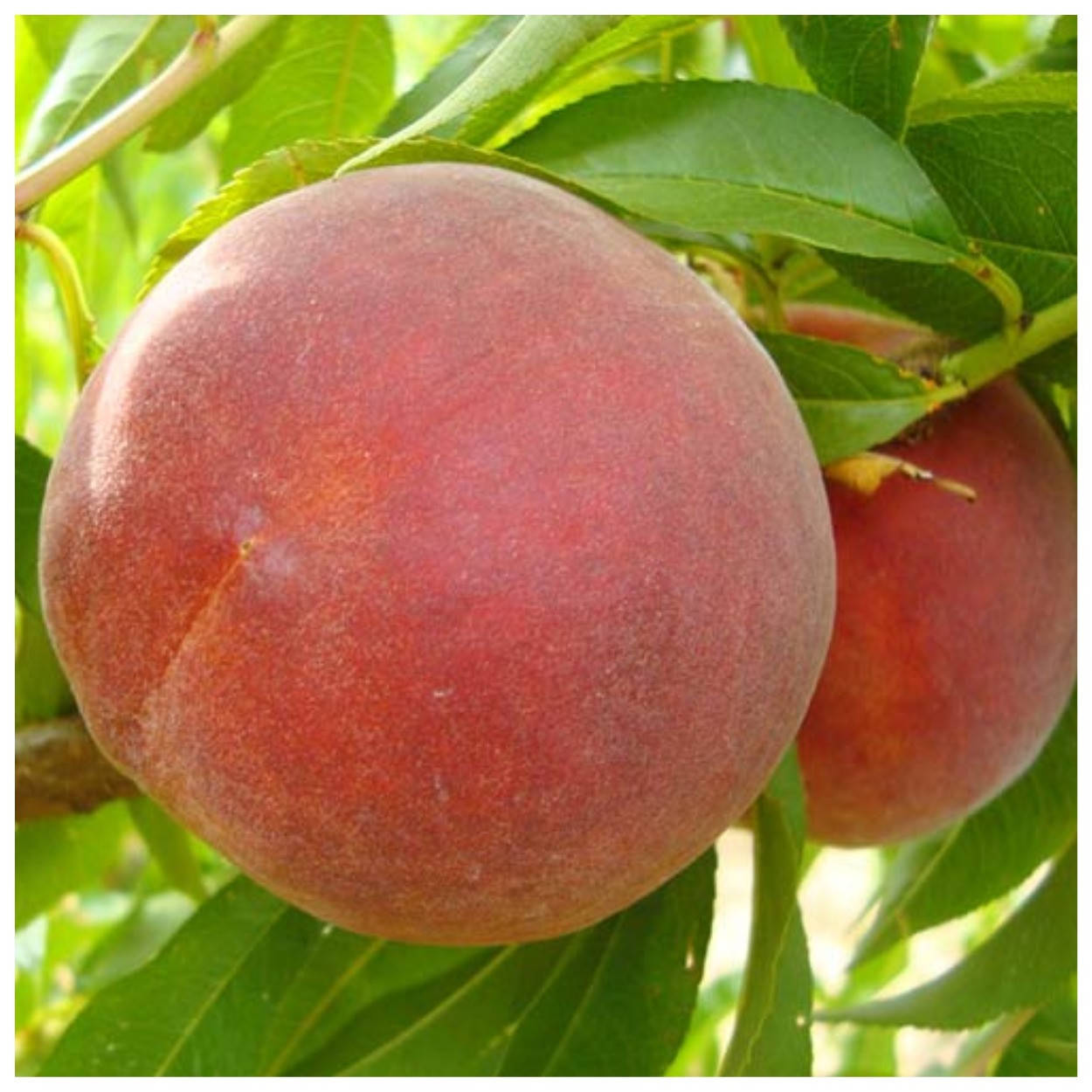 

Персик Даймонд Принцесс средний